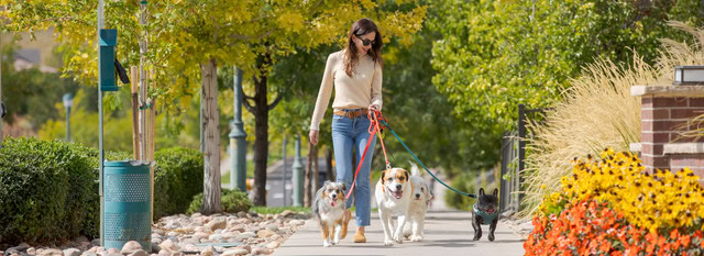 Dark-haired woman walking four dogs on a sidewalk lined with trees and flowers