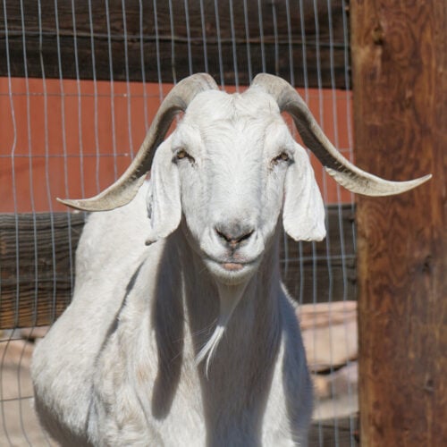 Goats Up Close: An Interview with Puck, Bumble, Gandalf, and