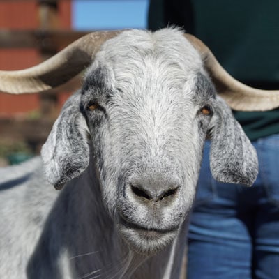 Goats Up Close: An Interview with Puck, Bumble, Gandalf, and