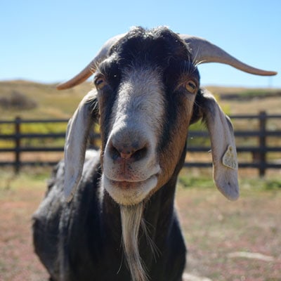 Goats Up Close: An Interview with Puck, Bumble, Gandalf, and