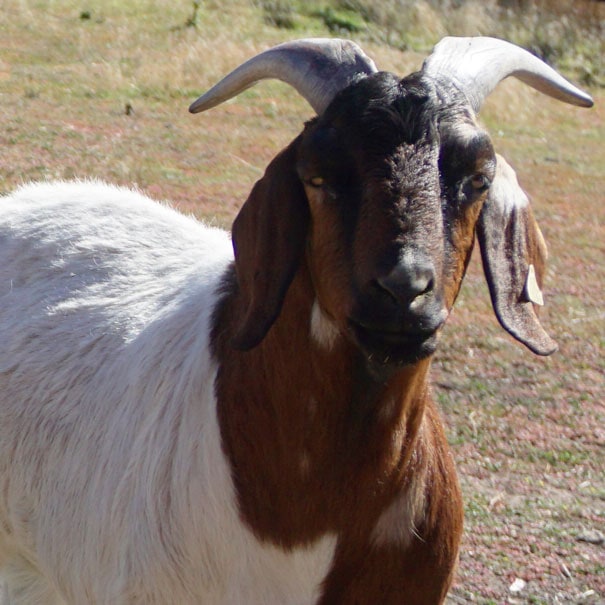 Goats Up Close: An Interview with Puck, Bumble, Gandalf, and